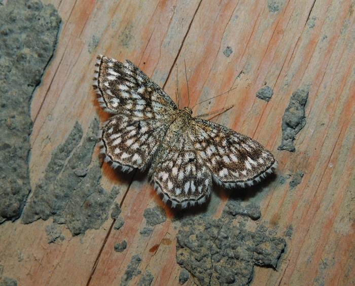 Scopula tessellaria Geometridae